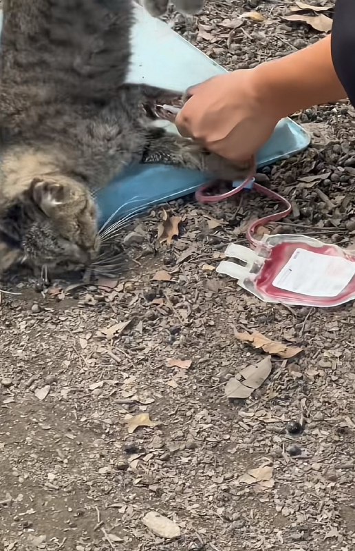 广州动物血库，魔鬼在人间【网评】你猜猜看这些“血猫”“血狗”为啥能取之不尽用之不竭？你再猜猜看，比起花钱把收来的猫狗安乐死，如果有更赚钱的渠道，手里有大量猫狗且有稳定“进货”渠道的组织，会怎么样呢？好难猜哦～ source广州动物血库，魔鬼在人间【网评】你猜猜看这些“血猫”“血狗”为啥能取之不尽用之不竭？你再猜猜看，比起花钱把收来的猫狗安乐死，如果有更赚钱的渠道，手里有大量猫狗且有稳定“进货”渠道的组织，会怎么样呢？好难猜哦～ source