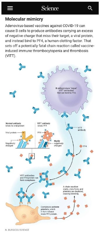 当年接种阿斯利康或强生新冠疫苗的人，有20万分之一的概率出现溶血，有的因此死亡，后来被叫停