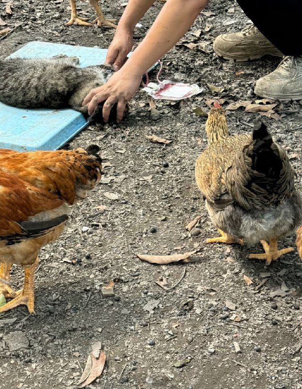 广州动物血库，魔鬼在人间【网评】你猜猜看这些“血猫”“血狗”为啥能取之不尽用之不竭？你再猜猜看，比起花钱把收来的猫狗安乐死，如果有更赚钱的渠道，手里有大量猫狗且有稳定“进货”渠道的组织，会怎么样呢？好难猜哦～ source广州动物血库，魔鬼在人间【网评】你猜猜看这些“血猫”“血狗”为啥能取之不尽用之不竭？你再猜猜看，比起花钱把收来的猫狗安乐死，如果有更赚钱的渠道，手里有大量猫狗且有稳定“进货”渠道的组织，会怎么样呢？好难猜哦～ source