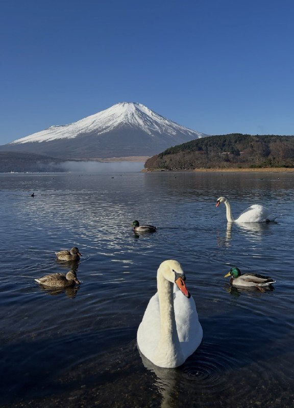 作家崔成浩
