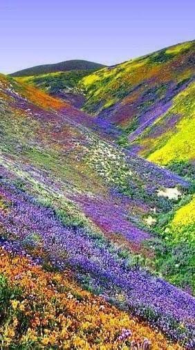 Petrichor