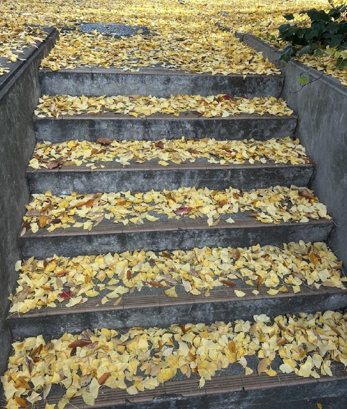 1. 今天北京市一公园，因为花瓣儿掉落不及时清理就会被罚款，环卫工将刚刚盛开的玉兰花悉数打落