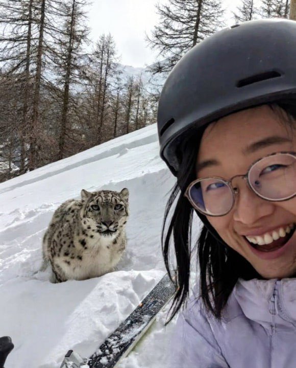 中國一名滑雪者因與雪豹自拍而被攻擊一名遊客在山中發現了這只稀有猛獸，決定走近拍攝一張完美的照片