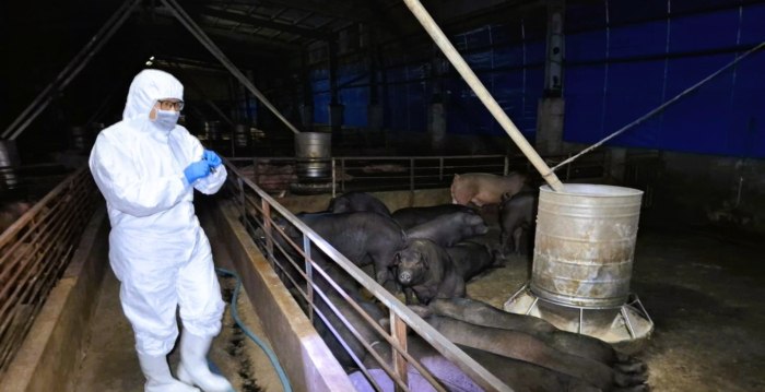 防非洲猪瘟 台立委吁禁中国电商寄肉制品 | 淘宝 | 虾皮 | 嘉里大荣物流