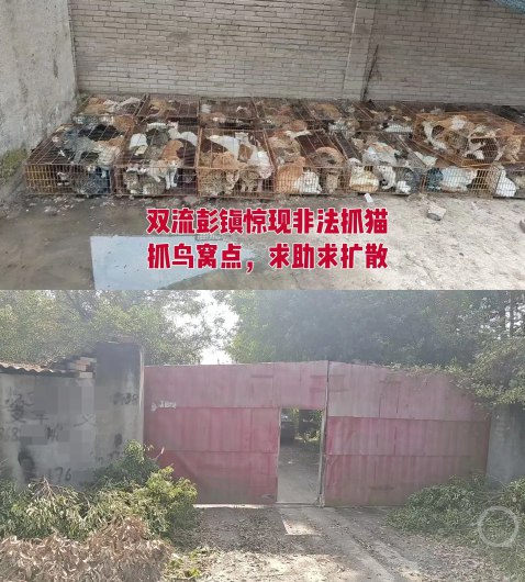 #当地介入成都疑似非法抓猫窝点#【#成都一地现疑似非法抓猫窝点#，上百只猫被关在铁笼中，当地回应】“双流彭镇惊现非法抓猫、抓鸟窝点，求助、求扩散！”27日，有网友发帖称，在四川成都市双流区彭镇附近发现上百只猫被关在铁笼中，疑似非法抓猫窝点