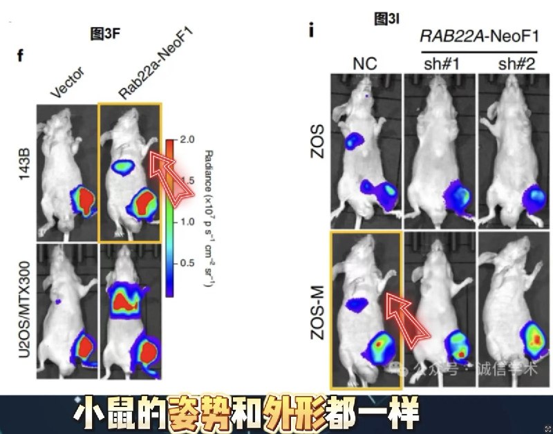5月4日，知名学术打假博主“耿同学事”公开实名举报国家杰青、国家科技进步二等奖得主，中山大学肿瘤防治中心实验研究部副主任、博士生导师康铁邦，发表在Nature子刊Nature Cell Biology的其代表作论文造假