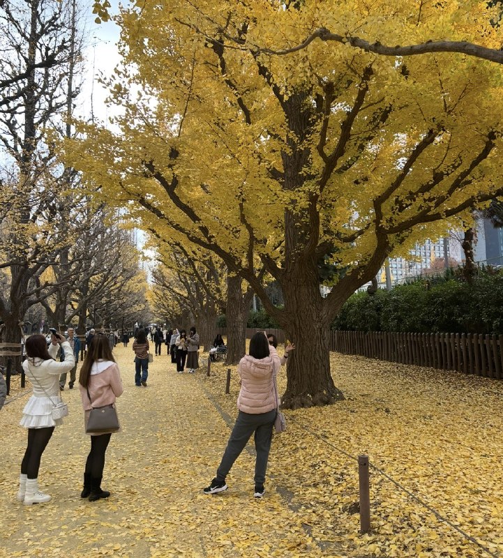 1. 今天北京市一公园，因为花瓣儿掉落不及时清理就会被罚款，环卫工将刚刚盛开的玉兰花悉数打落