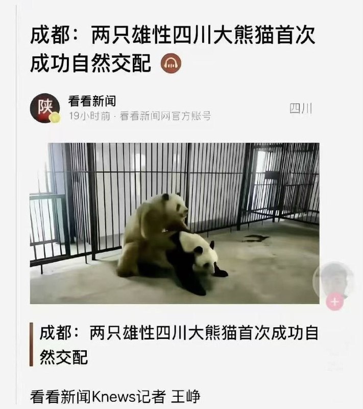 破幕推墙 (Twitter)这个确实值得shang新闻，熊猫中的“红姐！
