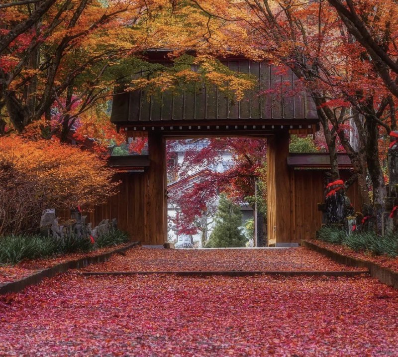 1. 今天北京市一公园，因为花瓣儿掉落不及时清理就会被罚款，环卫工将刚刚盛开的玉兰花悉数打落