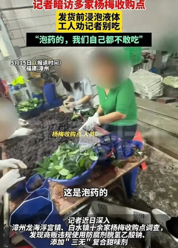 杨梅泡药事件真相【记者卧底发现“药水杨梅”