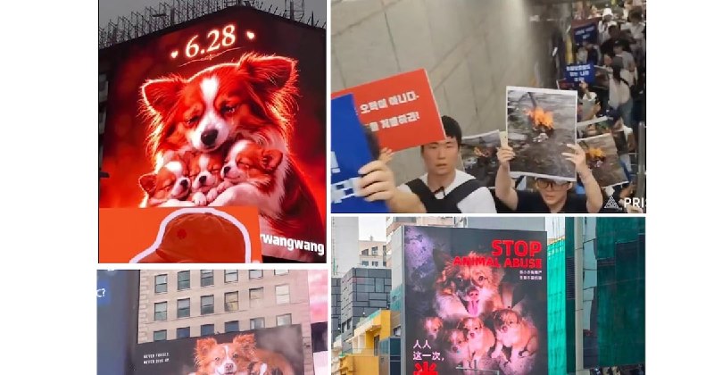 一只流浪狗之死 为何引发公众愤怒和压制